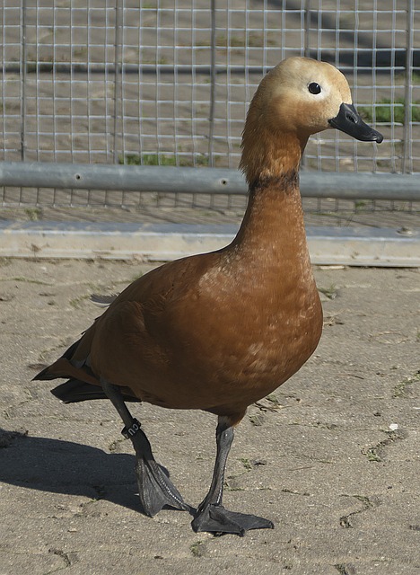 他明白